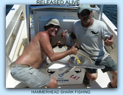Hammerhead Shark fishing in st petersbirg Fl.